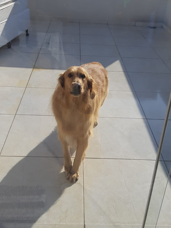 Golden retriever em piso claro de ambiente residencial